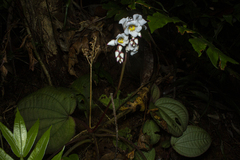 Bertolonia nymphaeifolia
