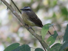 Myiodynastes hemichrysus