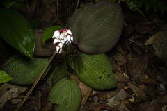 Bertolonia nymphaeifolia
