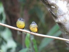 Myiotriccus ornatus