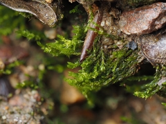 Pohlia andalusica