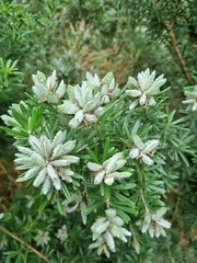 Genista linifolia