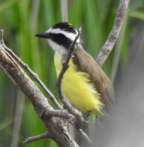Great Kiskadee, Rondeau Provincial Park, Chatham-Kent, Ontario, Canada, photo 6 of 10