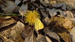 Colias poliographus