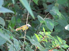 Loriotus luctuosus