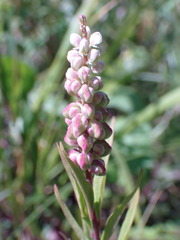 Polygala senega