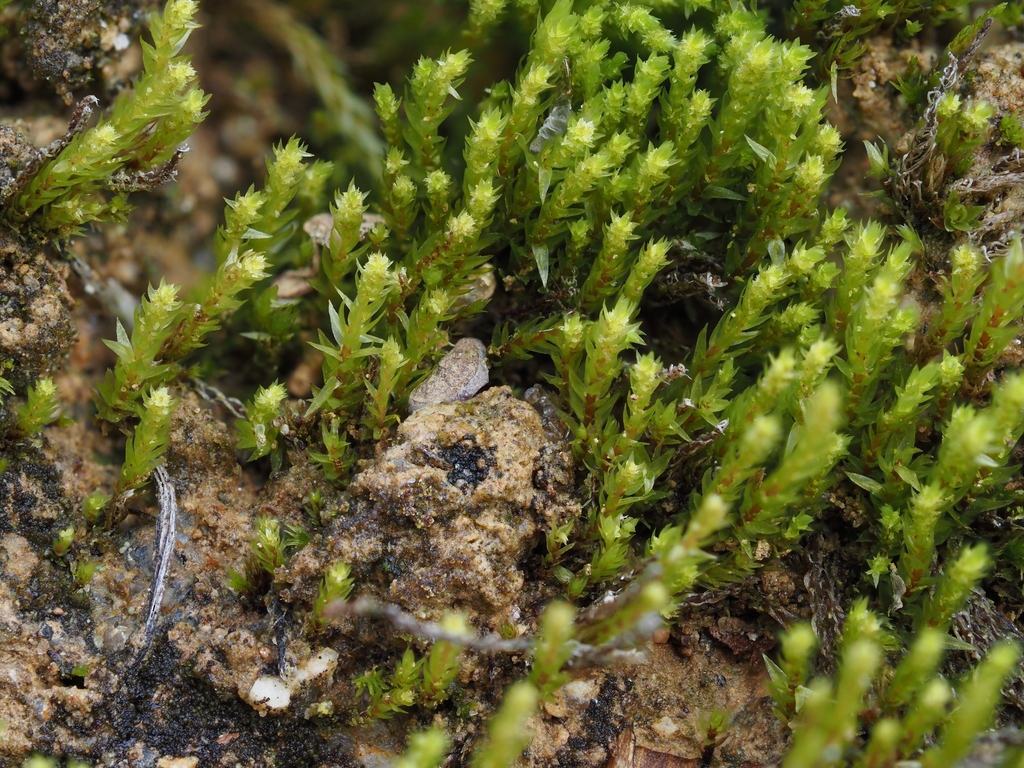 Pale-fruited Thread-moss