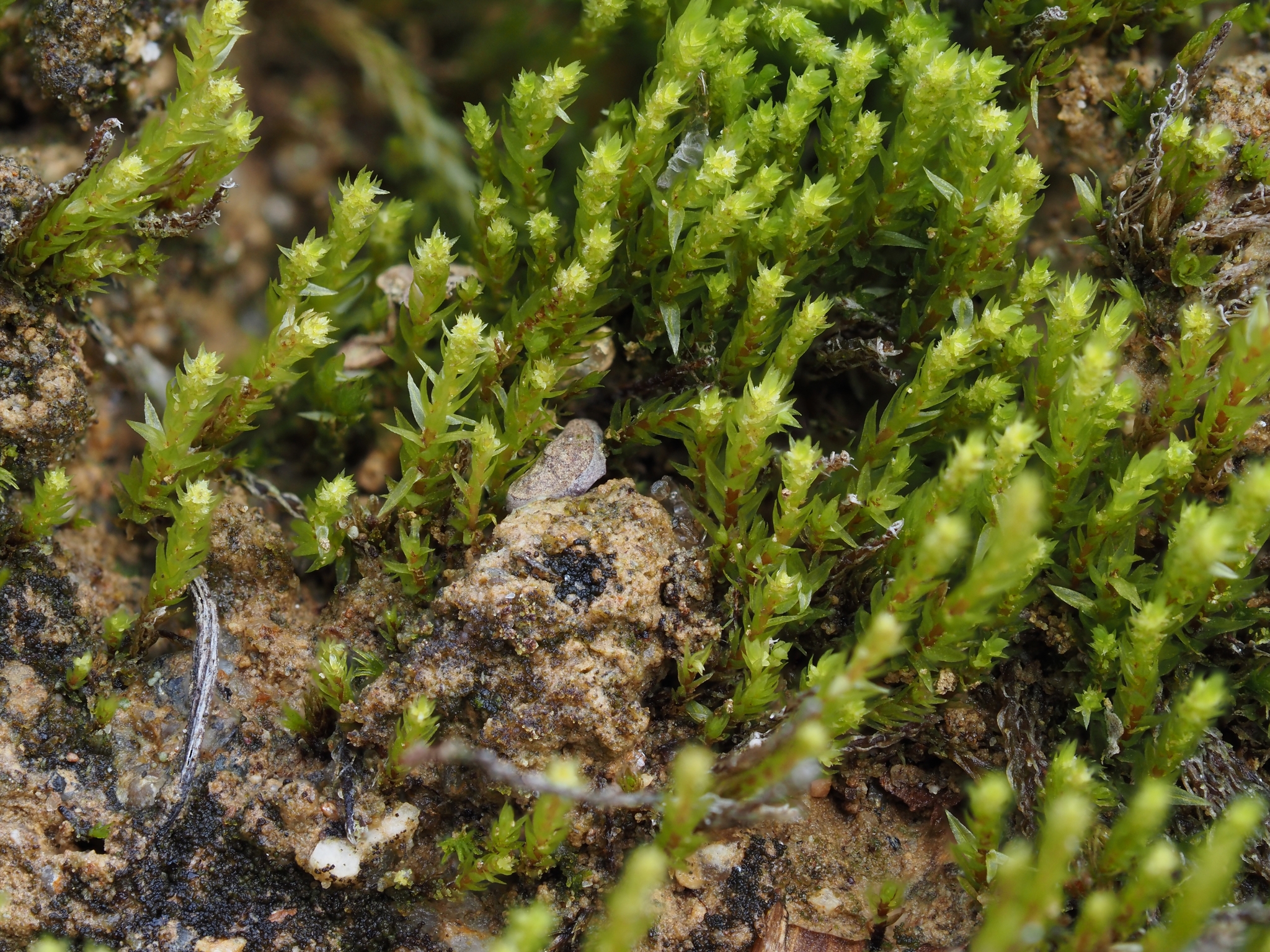 Pohlia annotina