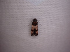 Walshia miscecolorella