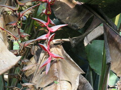 Heliconia chartacea
