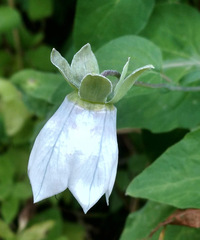 Codonopsis clematidea