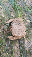 Atelecyclus
