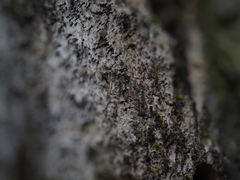 Mycocalicium subtile