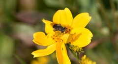 Asemosyrphus mexicanus
