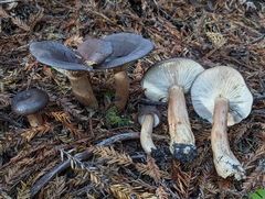 Lactarius kauffmanii