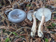 Lactarius kauffmanii