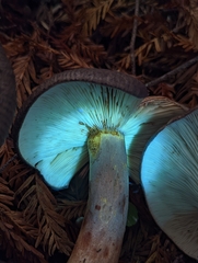 Lactarius kauffmanii