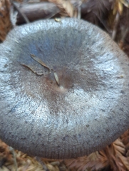 Lactarius kauffmanii