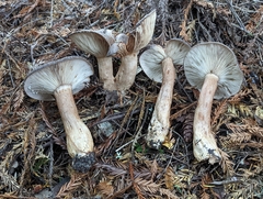 Lactarius kauffmanii