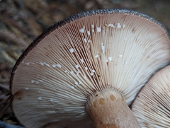 Lactarius kauffmanii