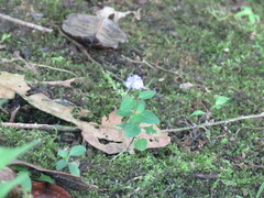 Browallia americana