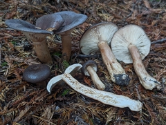 Lactarius kauffmanii