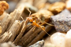 Pheidole fallax