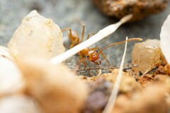 Pheidole fallax