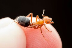 Myrmecocystus melliger