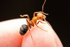 Myrmecocystus melliger