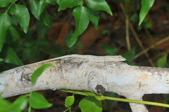 Anolis litoralis