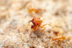 Pheidole hyatti