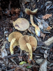 Gymnopilus punctifolius