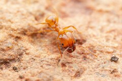Pheidole hyatti