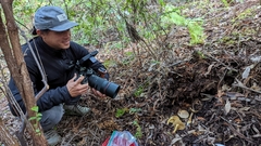 Gymnopilus punctifolius