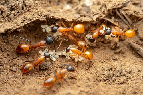 Camponotus ocreatus photo 5