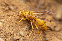 Polistes flavus