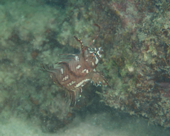 Novaculichthys taeniourus