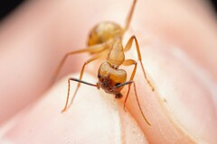 Camponotus festinatus
