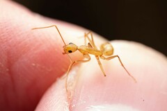 Camponotus festinatus