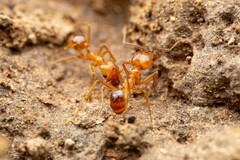 Pheidole fallax