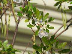 Tabebuia heterophylla