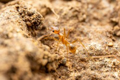 Pheidole fallax