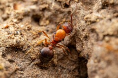 Pheidole fallax