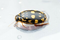 Thermonectus marmoratus