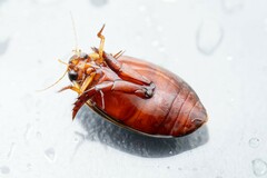 Thermonectus marmoratus