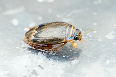 Thermonectus nigrofasciatus nigrofasciatus