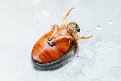 Thermonectus nigrofasciatus nigrofasciatus