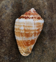 Titanostrombus galeatus