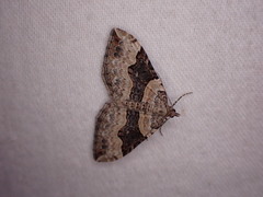 Xanthorhoe